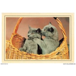 ASHP3-0154-CHAT - DEUX CHATS DANS UN PANIER