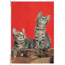 ASHP3-0188-CHAT - DEUX CHATS SUR DU BOIS REGARDANT AU DESSUS