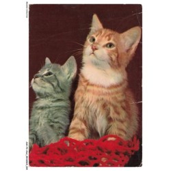 ASHP3-0155-CHAT - DEUX CHATS DE COULEURS DIFFERENTS ET FIL DE LAINE ROUGE