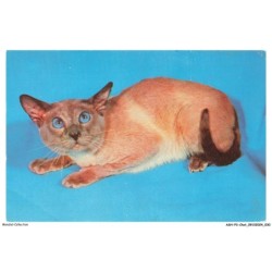 ASHP3-0153-CHAT - CHAT SIAMOIS BLEU