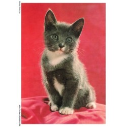 ASHP3-0165-CHAT - CHATON NOIR-BLANC ASSIS SUR UN TISSU ROUGE