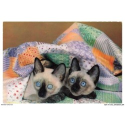 ASHP3-0140-CHAT - DEUX CHATS SOUS UNE COUVERTURE