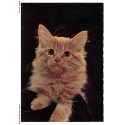 ASHP3-0141-CHAT - CHATON GRIS