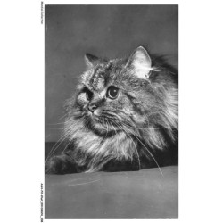ASHP2-0136-CHAT - PORTRAIT D'UN CHAT