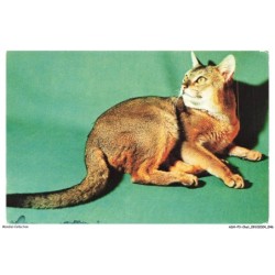 ASHP3-0161-CHAT - CHAT ABYSSIN COUCHE SUR LE COTE