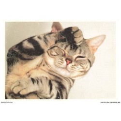 ASHP3-0178-CHAT - UN CHAT AVEC UNE DES PATTES AVANT SUR LA TETE ET UN OEIL FERME