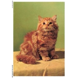 ASHP3-0139-CHAT - UN CHATONS GRIS ASSIS