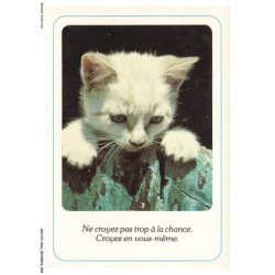 ASHP3-0160-CHAT - NE CROYER PAS TROP A LA CHANCE - CROYER EN VOUS-MEME - CHATON BLANC
