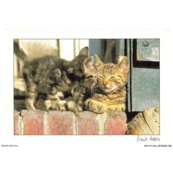 ASHP3-0156-CHAT - DEUX CHATONS SUR UN MUR