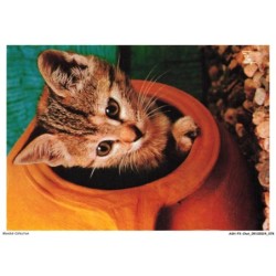 ASHP3-0177-CHAT - UN CHATON DANS UN POT - CHIENS ET CHATS NOS AMIS