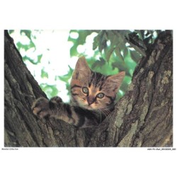ASHP3-0148-CHAT - UN CHAT SUR UN ARBRE