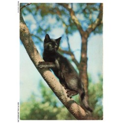 ASHP3-0176-CHAT - UN CHAT NOIR SUR UN ARBRE