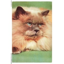 ASHP3-0166-CHAT - CHAT DE L'HIMALAYA