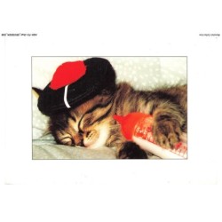 ASHP3-0157-CHAT - CHATON QUI DORT AVEC UN CHAPEAU ET UN BIBERON