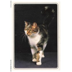 ASHP3-0199-CHAT - UN CHAT MULTICOLORE
