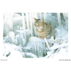 ASHP3-0163-CHAT - CHAT SUR LA NEIGE TRANSFORMEE EN GLACE