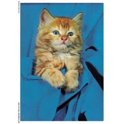 ASHP3-0174-CHAT - UN CHATON DANS UNE COUVERTURE BLEU