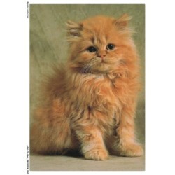 ASHP3-0168-CHAT - CHATON PERSAN ASSIS