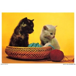 ASHP3-0186-CHAT - DEUX CHATONS - L'UN BLANC ET L'AUTRE NOIR - PANIER ET FIL DE LAINE ROUGE ET BLEU