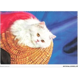 AKYP8-0737-CHAT - ANGORA BLANC