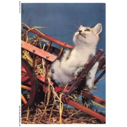 ASHP3-0193-CHAT - UN CHAT SUR UN CHARIOT REGARDANT AU DESSUS