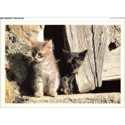 AKYP8-0744-CHAT - TWO KITTENS