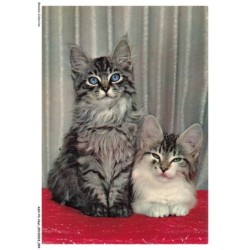ASHP3-0185-CHAT - DEUX CHATS - L'UN ASSIS ET L'AUTRE COUCHE SUR LE VENTRE