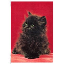 ASHP3-0169-CHAT - CHATON PERSAN NOIR SUR UN TISSU ROUGE
