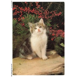 ASHP4-0202-CHAT - UN CHATON ASSIS SUR UNE PIERRE