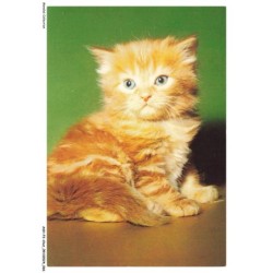 ASHP3-0171-CHAT - UN CHATON GRIS