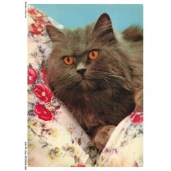 ASHP3-0172-CHAT - UN CHAT NOIR - CHIENS ET CHATS NOS AMIS