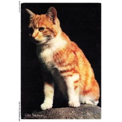 ASHP3-0170-CHAT - CHAT ASSIS SUR UN ROCHER - LE CHAT NOTRE-COMPAGNON