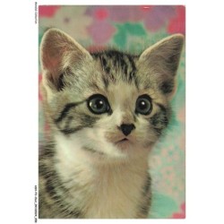 ASHP3-0167-CHAT - PORTRAIT D'UN CHATON
