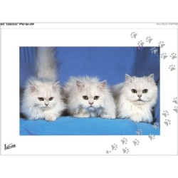 AKYP8-0764-CHAT - TROIS CHATONS BLANC