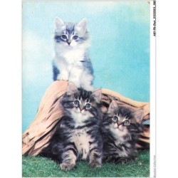 AKYP8-0740-CHAT - TROIS CHATS