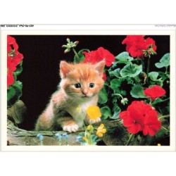 AKYP8-0743-CHAT - CHATON ET FLEURS