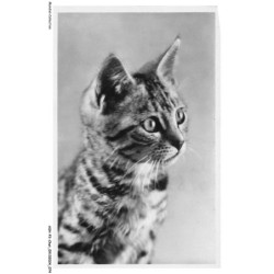 ASHP3-0175-CHAT - PORTRAIT D'UN CHAT