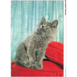 AKYP8-0736-CHAT - CHATON