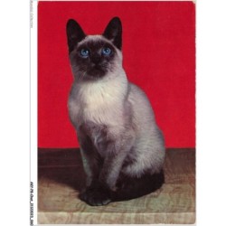 AKYP8-0730-CHAT - CHAT NOIR ET BLANC