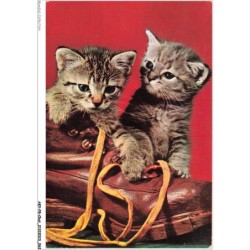 AKYP8-0731-CHAT - CHATON SUR UNE CHAUSSURE