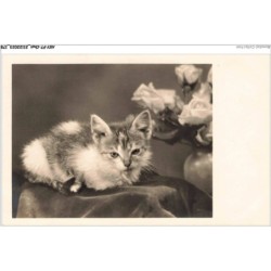 AKYP7-0698-CHAT - UN CHAT