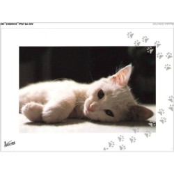 AKYP8-0766-CHAT - CHATON BLANC