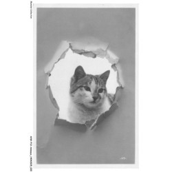 AVWP12-0658-ANIMAUX - Chat