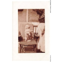 AVWP13-0730-ANIMAUX - Chien - Caniche