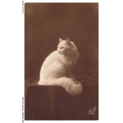 AVWP13-0741-ANIMAUX - Chat
