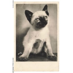 AVWP13-0742-ANIMAUX - Chat