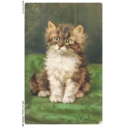 AVWP13-0756-ANIMAUX - Chat