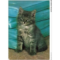 AKYP8-0754-CHAT - CHATON