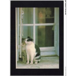 AKYP8-0734-CHAT - DEUX CHATS