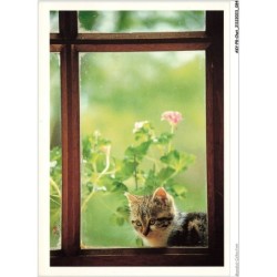 AKYP8-0742-CHAT - WINDOW CAT